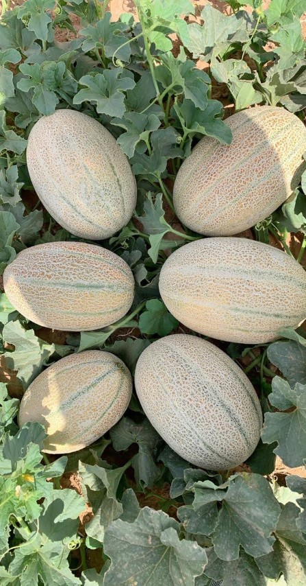 Nehad Agronomy | Fruits and Vegetables from Oman